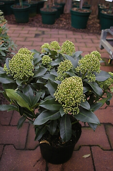 Skimmia japonica Fragrant Cloud - Japanische Skimmie Fragrant Cloud