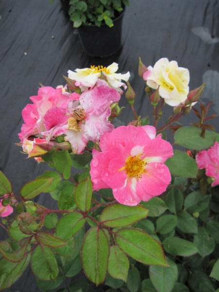 Strauchrose Citron Fraise® delcifra- Rosa Citron Fraise® delcifra - zitronengelb-erdbeerrosa - Duft+ - Delbard-Rose - blüht ab ca. Juni mit anfangs zitronengelben Blüten, die später eine erdbeerrosa Färbung annehmen.
