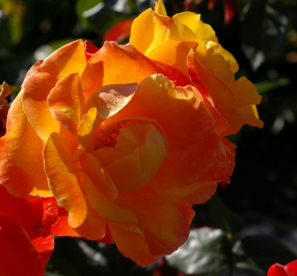 Die Strauchrose Rose des Cisterciens® - Rosa Rose des Cisterciens® - gelb-orange-rosa - Duft++ - Malerrose - Delbard-Rose zeigt immer unterschiedlich aussehende, gefüllte, gelappte und duftende Blüten, die gelb-orange-rosa gestreift sind.