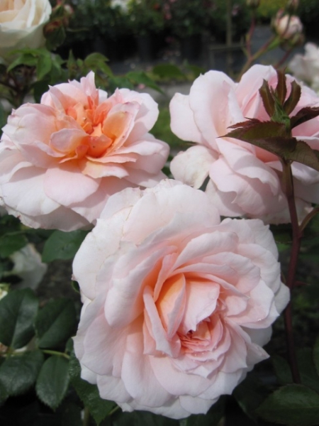 Die winterharte Strauchrose Schloß Eutin® - Rosa Schloß Eutin® - apricot-weiß - Duft+ - Märchenrose - Kordes-Rose hat einen kräftigen, aufrechten und buschigen Wuchs.