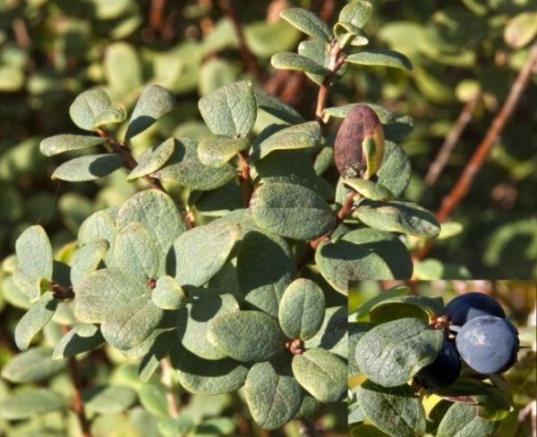 Vaccinium uliginosum liefert blauschwarze Früchte, die rauschähnliche Zustände auslösen. Sie ist nicht zum Verzehr geeignet, benötigt Sumpfboden und verträgt keine Trockenheit.