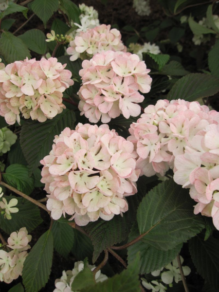 Viburnum plicatum Rosalie