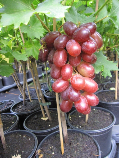 Keltertraube labrusca Suffolk Weintraube Tafeltraube Rosé-Weinrebe Red Vitis