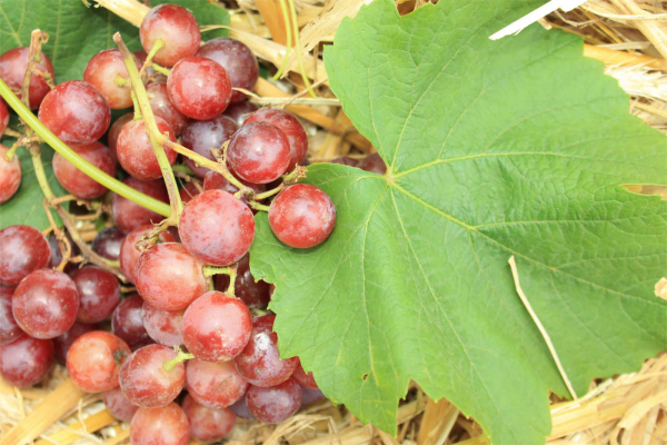 Vitis vinifera Red eine Flame - kernlose amerikanische Seedless Tafeltraube