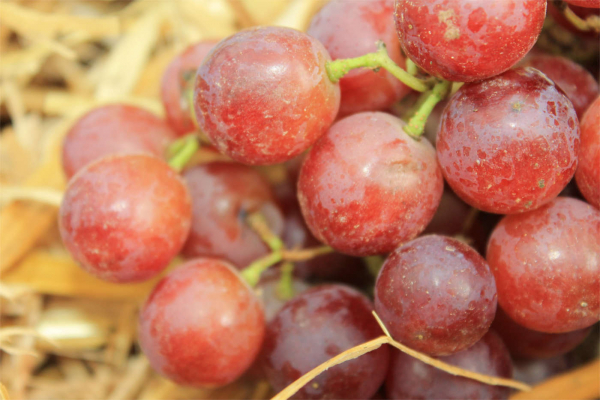 Vitis vinifera Red Flame kernlose Tafeltraube - eine amerikanische Seedless