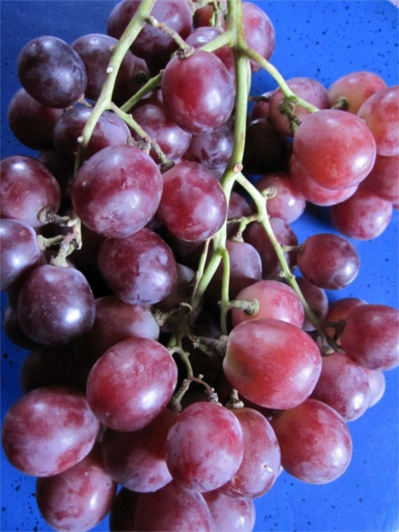 Vitis vinifera red Globe erzeugt kernarme, süße und fruchtige Beeren.