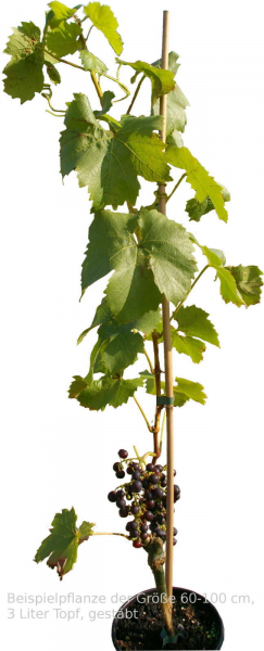 Vitis vinifera Red Globe benötigt einen sonnigen Standort und hat eine sehr gute Winterhärte.